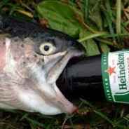 Drunk Fish