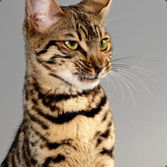Komaro - steam id 76561197970370382