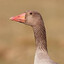 GooseAdeptus