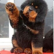 Пришлый Лилин