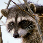 raccoon