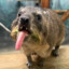 Rock Hyrax