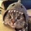 Shark Cat (Noob)