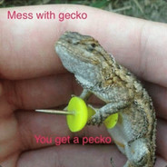 Gecko Pecko