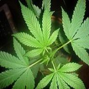 Niedbała po przerwie