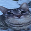 rukiafeetluvr