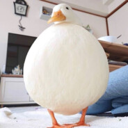 Moby Duck