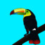 TOUCAN