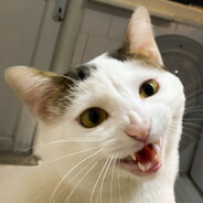 ogi