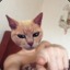 Котик