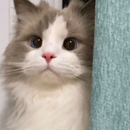 叙利亚恐怖分子