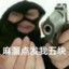 烧杯速度v我50