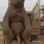 bippo the hippo