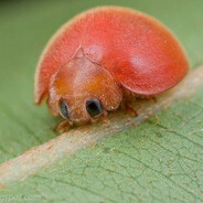 Sasuke simps will like this