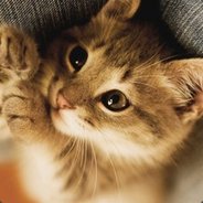 又被电脑打赢了