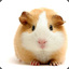 Hamster02