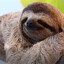 sloth