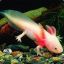 axolotL