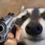 Maly Racoon