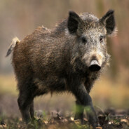 Дикий Кабанчик