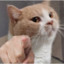 猫哥