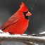 Cardinal