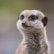 Meerkat