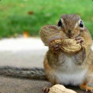 jumper - steam id 76561197964440096