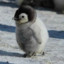 smol penguin
