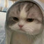 One-Punch-Cat