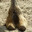 Camel's Toe