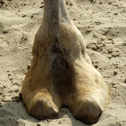 Camel's Toe