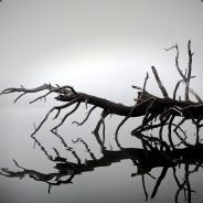 <font size="16">slya