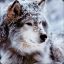 Snow_Wolf