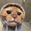 Abdallah_Lion