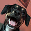 Dog CSGOSKINS