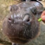 Moo Deng