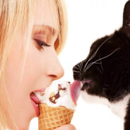 KynilingysКотик