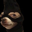 C4tgoat