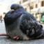 Pombo di Merda