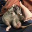 rat (fat nuts)