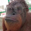 monké