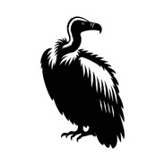 VULTURE