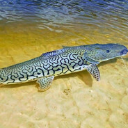 Surubi 🐟