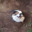 DoggO²