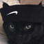 Gato Preto