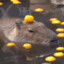 capybara