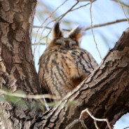 狂风会使我羽毛蓬松