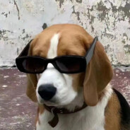 帅到你我很抱歉