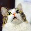 Meowwwwwwwww